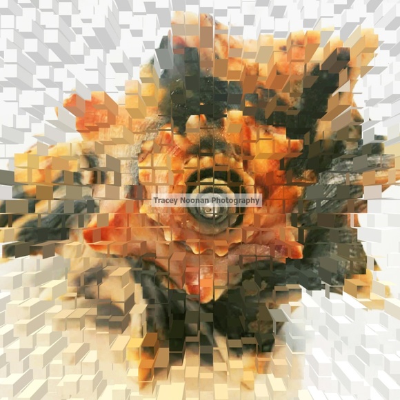 Sea Shell - Picture 4 of 6